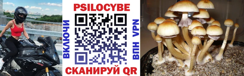 Галлюциногенные грибы Psilocybine cubensis  Купить где  Сегежа 
